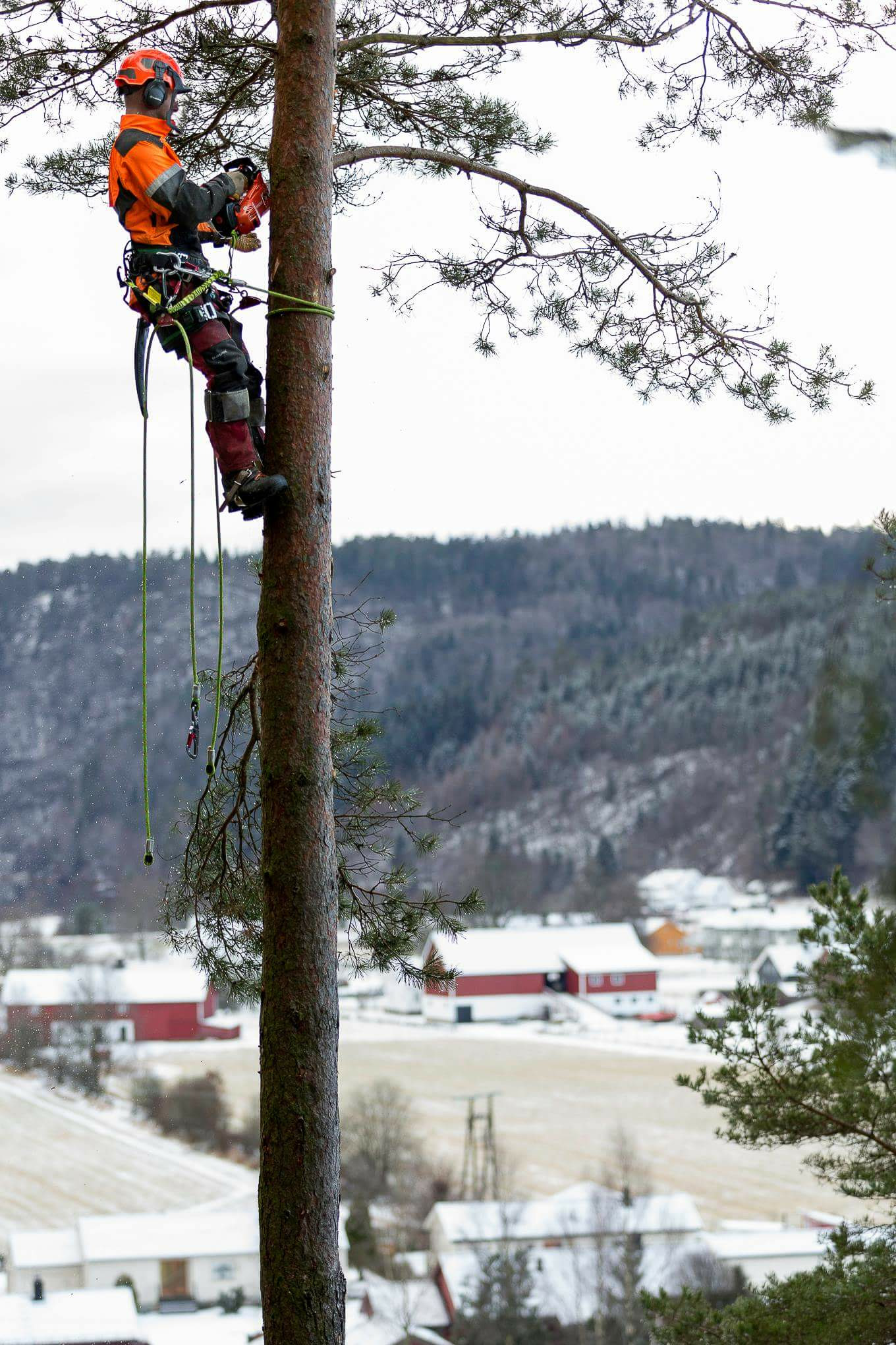 Mann klatrer i tre med motorsag