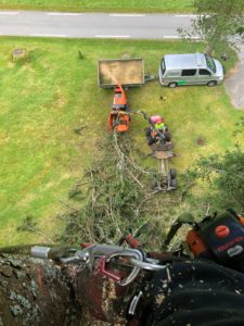 arborist klatrer i tre